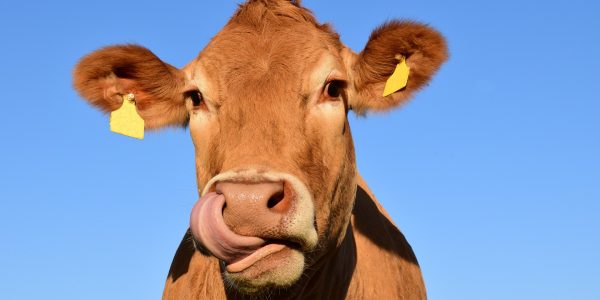 No Bullsh*t SEO